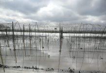 Maltempo, Beduschi: “Monitoriamo i danni per l’agricoltura. Servono interventi strutturali”