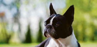 Molossoidi di piccola taglia: una guida per una scelta consapevole