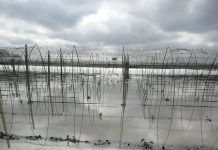 Maltempo: danni per 5 milioni nel Destra Secchia secondo Coldiretti