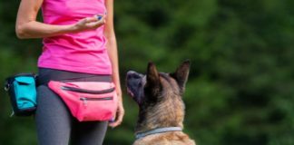 Il valore della gradualità nell’addestramento cinofilo