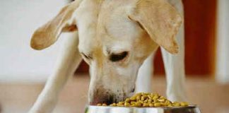 La gestione delle risorse cinofile: chiave per un’armonia domestica perfetta