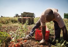 Caporalato: Mantova capitale del nord