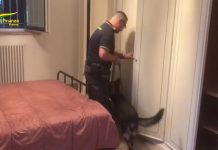 Traffico di cocaina da Parma, smantellata gang albanese: nei guai anche un mantovano