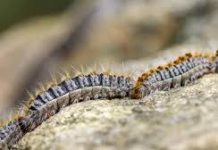 Possono essere pericolosi per persone e animali: processionaria e bruchi, boom di segnalazioni