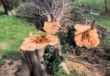 Monzambano, via 23 cipressi ammalorati e pericolosi