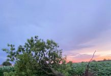 Vento e pioggia, danni per 2 milioni di euro nel distretto vivaistico di Canneto. Coldiretti: scenario apocalittico