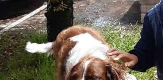 26 settembre, la giornata mondiale degli amanti dei cani