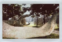 Daniele Rebecchi e l’anima della natura mantovana