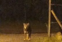 Oche sbranate da un branco di lupi, cresce la preoccupazione