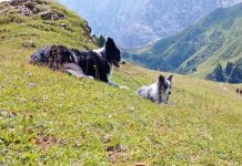 Cani e sport: come trovare l’attività giusta