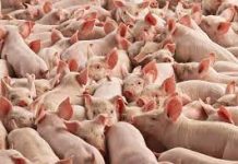 Bando biosicurezza, quasi 1,6 milioni di euro per 76 aziende