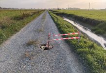 Ancora danni a causa delle nutrie alla rete idraulica. Interviene il consorzio di bonifica