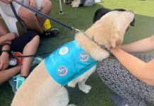 Cani da allerta diabete: sentinelle a 4 zampe nella “Giornata Mondiale del Diabete”