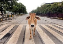 Mucca scappa dalla stalla e scorrazza per il paese. Corrida a Marcaria
