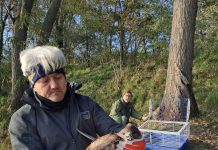 Le Guardie ecologiche venatorie del Parco del Mincio liberano una poiana imprigionata in una lenza da pesca abbandonata