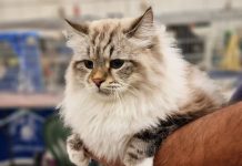 Gonzaga – Gatti protagonisti nel Padiglione Zero della Millenaria con “Millenium Cat” esemplari-gatti-millenium-cat-2023-4-1-e1733409423191