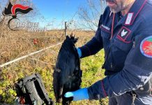 Esemplare di Ibis trovato folgorato dai Cc nelle campagne di Castel Goffredo