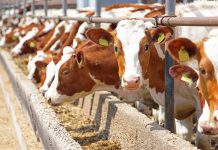 Stop agli allevamenti: l’assessore regionale Beduschi attacca la decisione del sindaco di Gonzaga