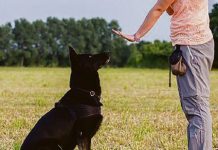 Cani indisciplinati? Come costruire una relazione solida e collaborativa con il tuo amico a quattro zampe