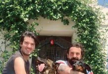 La pensione per il nostro amico a quattro zampe: cosa considerare?