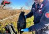 “Ibis eremita” trovato morto. Indagano i Carabinieri Forestali