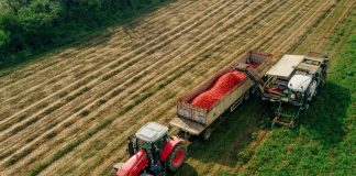 Caldo, scatta la raccolta del pomodoro. Nel Mantovano perdite anche del 30 per cento