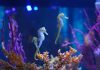 Gardaland SEA LIFE Aquarium celebra San Valentino con la danza di corteggiamento dei cavallucci marini