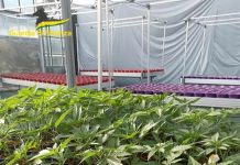 Savona, smantellata rete dedita al traffico internazionale di droga