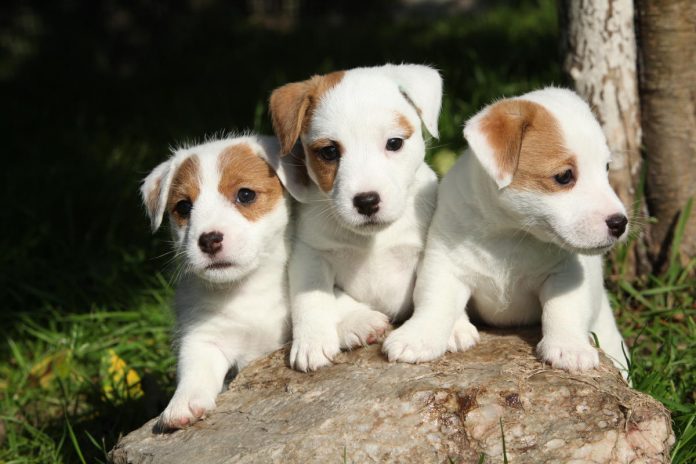 Gorgeous puppies of Jack Russell Terrier in the garden