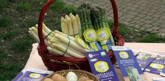 Casaleone, riflettori accesi sull’edizione 2025 della Festa dell’Asparago