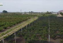 Caserta, frodi in finanziamenti Ue. 12 arresti e sequestri per 9,5 mln