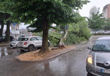 Cade un albero su parcheggio e ciclabile