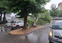 Tonfo: albero si abbatte sul parcheggio e sulla ciclabile