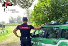 Carabinieri Forestali in azione a Serravalle a Po: trovate 20 esche avvelenate
