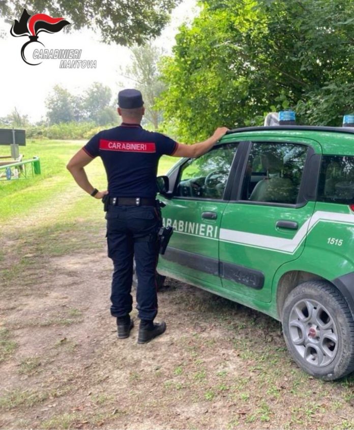forestale