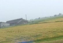 Frontale a Viadana e poi le due auto finiscono nella scarpata