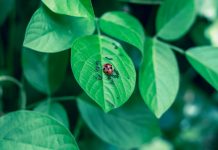 Domenica ad Asola si festeggia il Verde Pulito