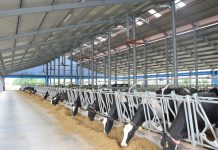 Dermatite bovina. Assessore Beduschi: Da unità di crisi quadro immutato in Lombardia