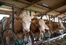 Allarme per un caso di dermatite nodulare contagiosa in un allevamento di bovini a Porto Mantovano