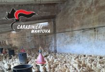 Allevamento lager: denunciato un 71enne a Castel Goffredo