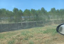 Mantova brucia. Incendi di sterpaglia in provincia. A Bagnolo chiusa la Romana e un vigile del fuoco colto da malore