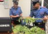L’erba della Bassa è troppo verde: denunciato commerciante 65enne che coltivava cannabis nel retro bottega