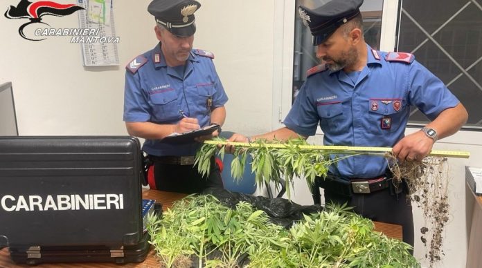 Suzzara-sequestro-cannabis-negozio-carabinieri.jpg-e1752570531364