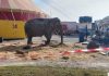 Elefantessa maltrattata al circo, i testimoni confermano le accuse