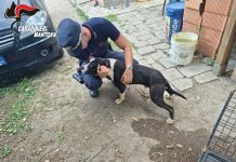 Cane tenuto chiuso in gabbia e al buio: i Carabinieri Forestali denunciano un 33enne