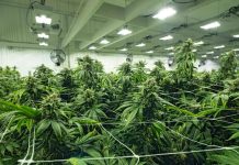 Il raccolto non era stupefacente: assolto coltivatore di cannabis