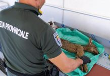 Trovata la carcassa di un cucciolo di lupo