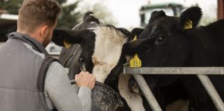 La complessa gestione di un azienda zootecnica