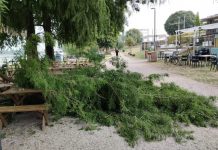 Cadono due grossi rami alla Zanzara e sfiorano alcuni clienti. Mantova Ambiente: colpa del caldo. Domani la potatura