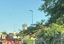 Grosso albero si spezza in viale Isonzo a Mantova e cade vicino allo stadio